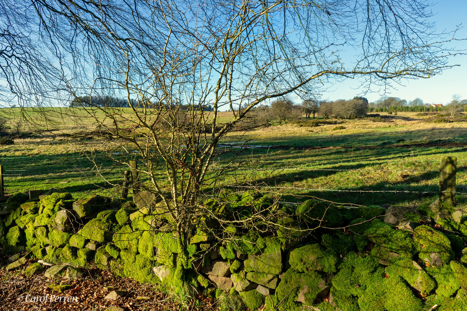 Green World - HFF