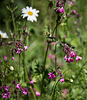 20200527 3877VRAw [D~LIP] Rote Lichtnelke (Silene dioica), UWZ, Bad Salzuflen