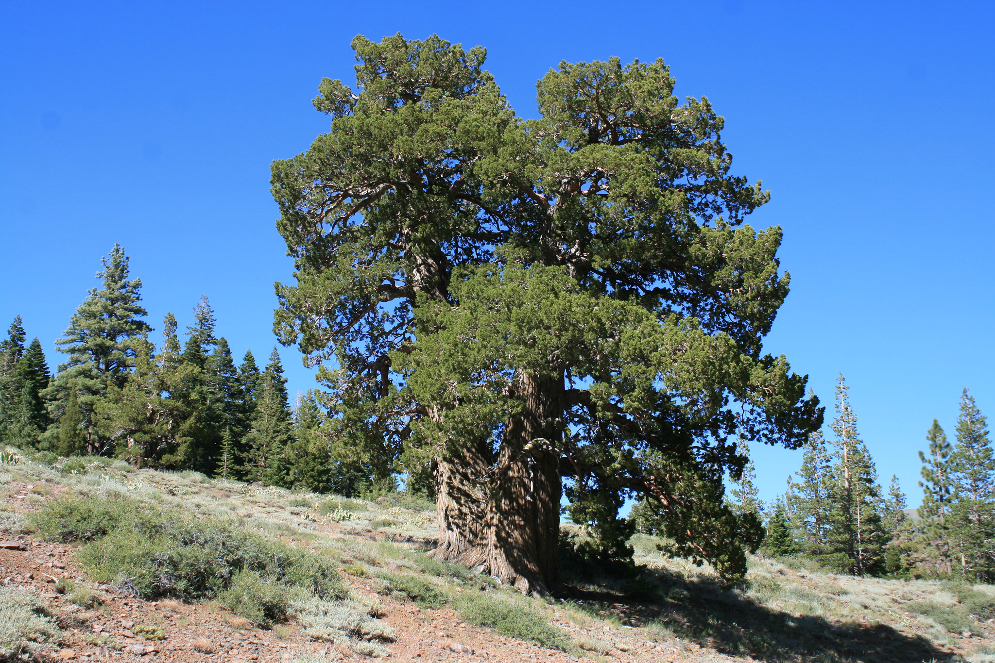 Twinned Sierra Juniper