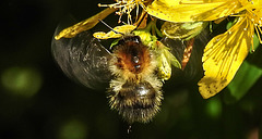 20200622 8816CPw [D~LIP] Veränderliche Hummel, Johanniskraut (Hypericum perforatum), Bad Salzuflen