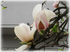Magnólias- As flores de  inverno