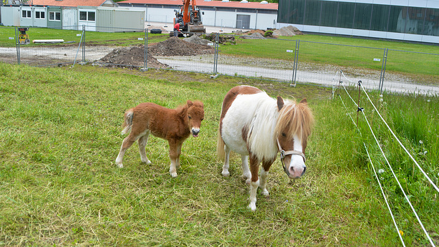 Miniature horses