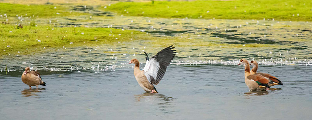 Egyptian geese