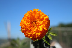 Tagetes (1)