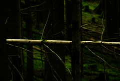 Happy Forest Friday Happy Forest Friday
