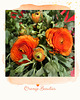 Ranunkel  ❁ ❀