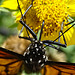 Inteview with a Monarch butterfly (Danaus plexippus)(m) 24-8-2015