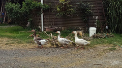 our geese with goslings