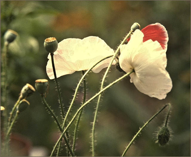 Papaver rhoeas cult
