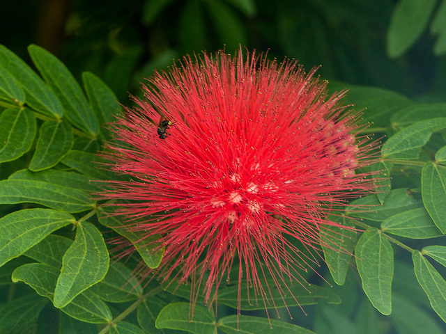 Powder Puff flower / Calliandra, Trinidad