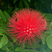 Powder Puff flower / Calliandra, Trinidad