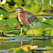 Green Heron