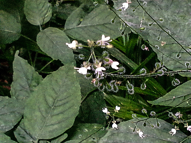 20150731 023Hw [D~SHG] Großes Hexenkraut (Circaea lutetiana), Wesergebirge, Rinteln