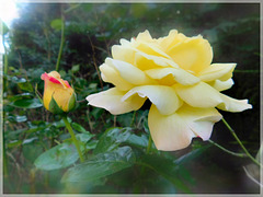 Rose au jardin avec effet de mon appareil photo