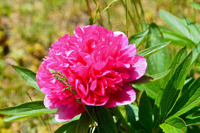 Pfingstrose Paeonia