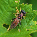 EF7A9779Hoverfly-4