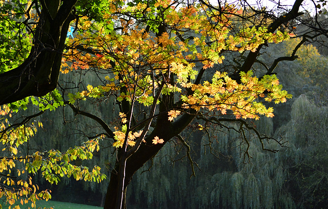 Autumn in the park