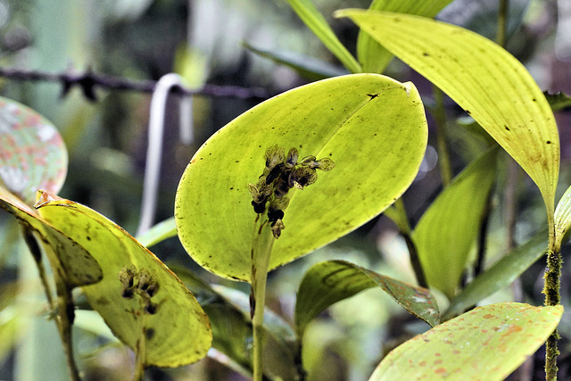 Orchids in the Wild – Rainforest Adventures Costa Rica Atlantic, Guápiles, Limón Province, Costa Rica