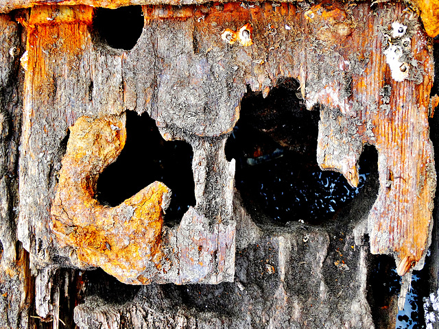 Wood. Weathered, Rotting and Eaten