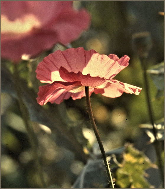 Papaver rhoeas cult