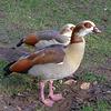 Egyptian geese