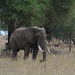 Tarangire, The Elephant