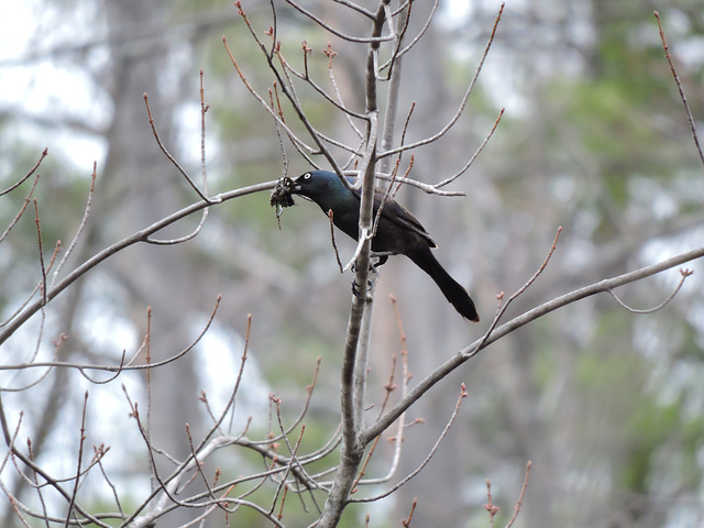 Grackle