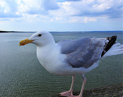 Ostsee-Emma