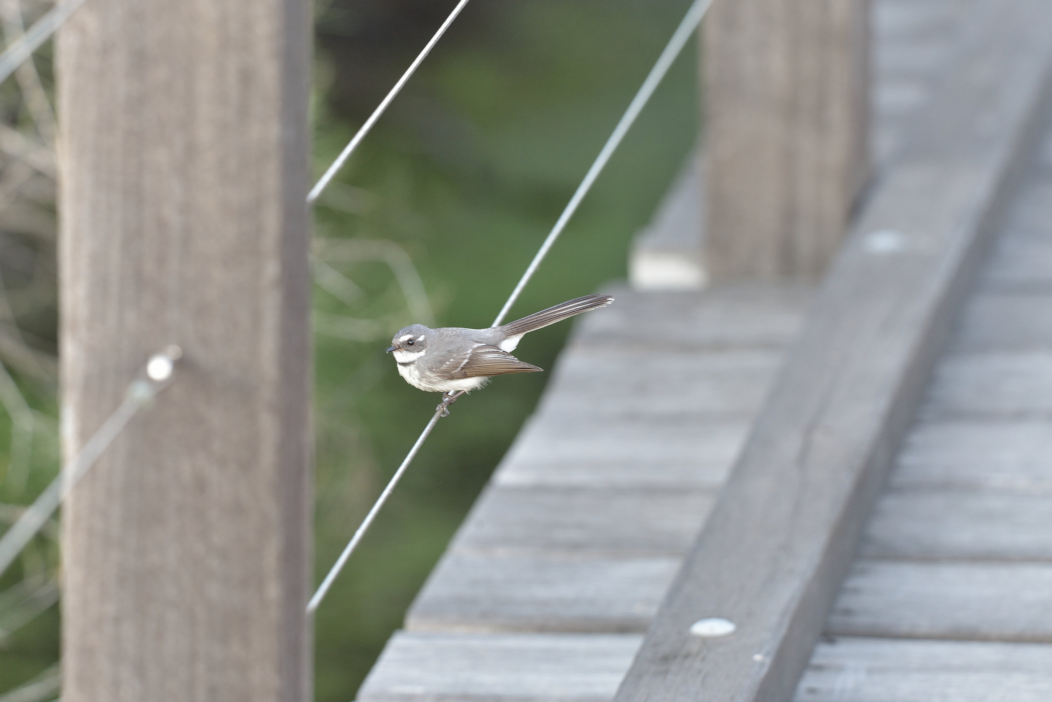 Bird on a Wire  HFF