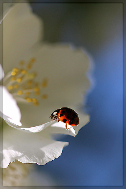 Le petit ogre du jardin......