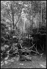 Le dragon des bambous