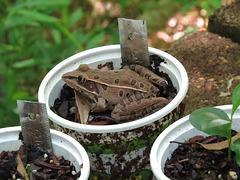 Southern leopard frog (Rana sphenocephala)