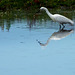 Aigrette Garzette