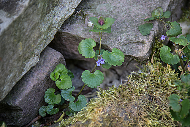 20200527 3881VRAw  [D~LIP] Gundermann (Glechoma hederacea) Blütenpflanze, UWZ, Bad Salzuflen