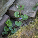 20200527 3881VRAw  [D~LIP] Gundermann (Glechoma hederacea)Blütenpflanze, UWZ, Bad Salzuflen