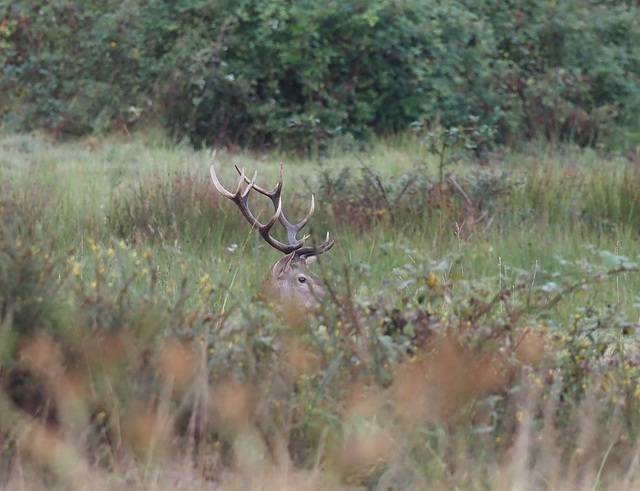 Cerf qui se repose en bordure de foret...