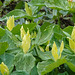 Trillium Luteum