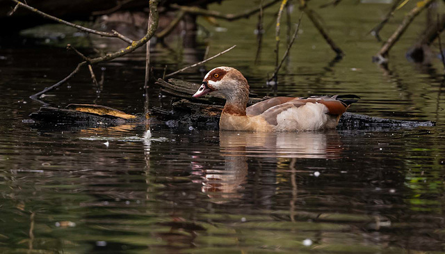 Egyptian goose