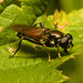 EF7A9785 Hoverfly-4