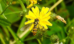 20230713 1721CPw [D~LIP] Kleinköpfiger Pippau (Crepis capillaris), Hainschwebfliege, Bad Salzuflen