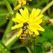 20230713 1721CPw [D~LIP] Kleinköpfiger Pippau (Crepis capillaris), Hainschwebfliege, Bad Salzuflen