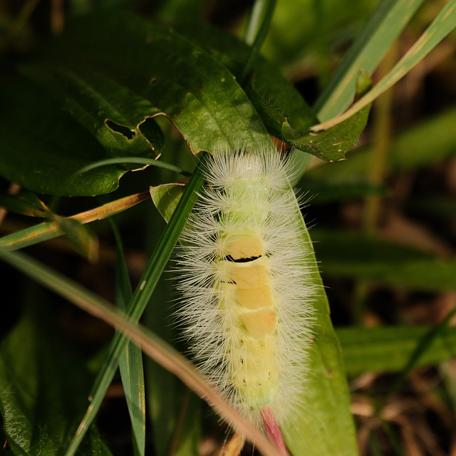 Noch kein Schmetterling