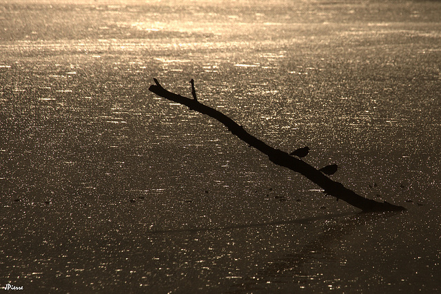 Contre jour sur les chevaliers-guignette