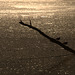 Contre jour sur les chevaliers-guignette