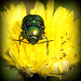 Cryptocephalus sericeus