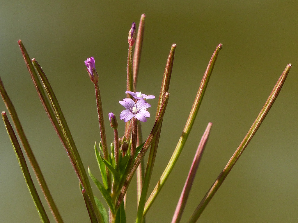 Northern Willowherb / Epilobium ciliatum