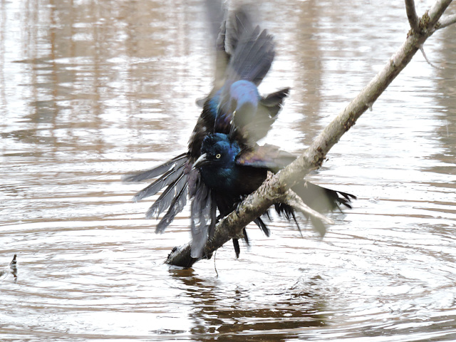 Grackle fight