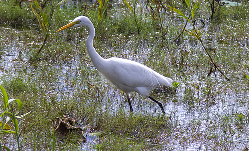 Wetlands