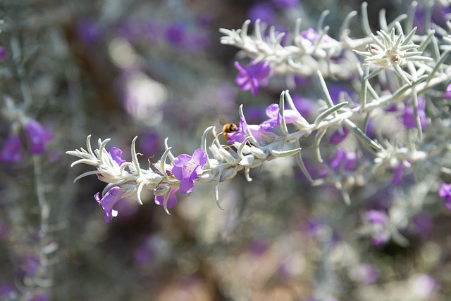 Emu Bush or Silky Eremophila & Friend.