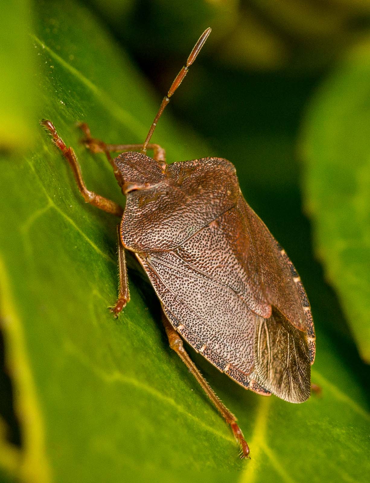 Shield bug